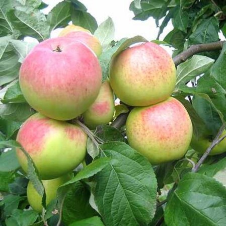  Õunapuu 'Krameri Tuviõun' C7 120-150cm 