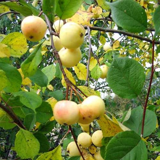  Õunapuu 'Salla' C7 120-150cm 