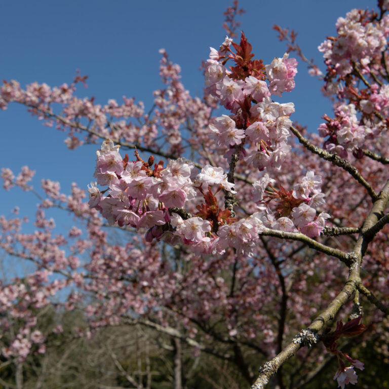  Hambuline kirsipuu 'Oshidori' C2 40cm 