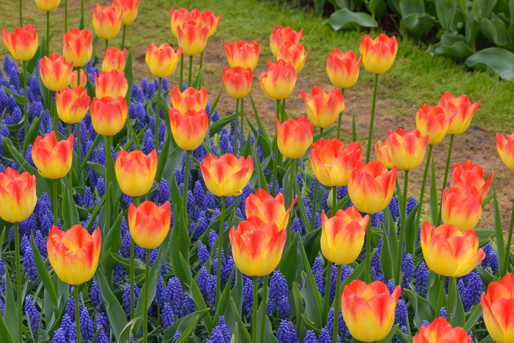Videoblogi: lillesibulate istutamine!