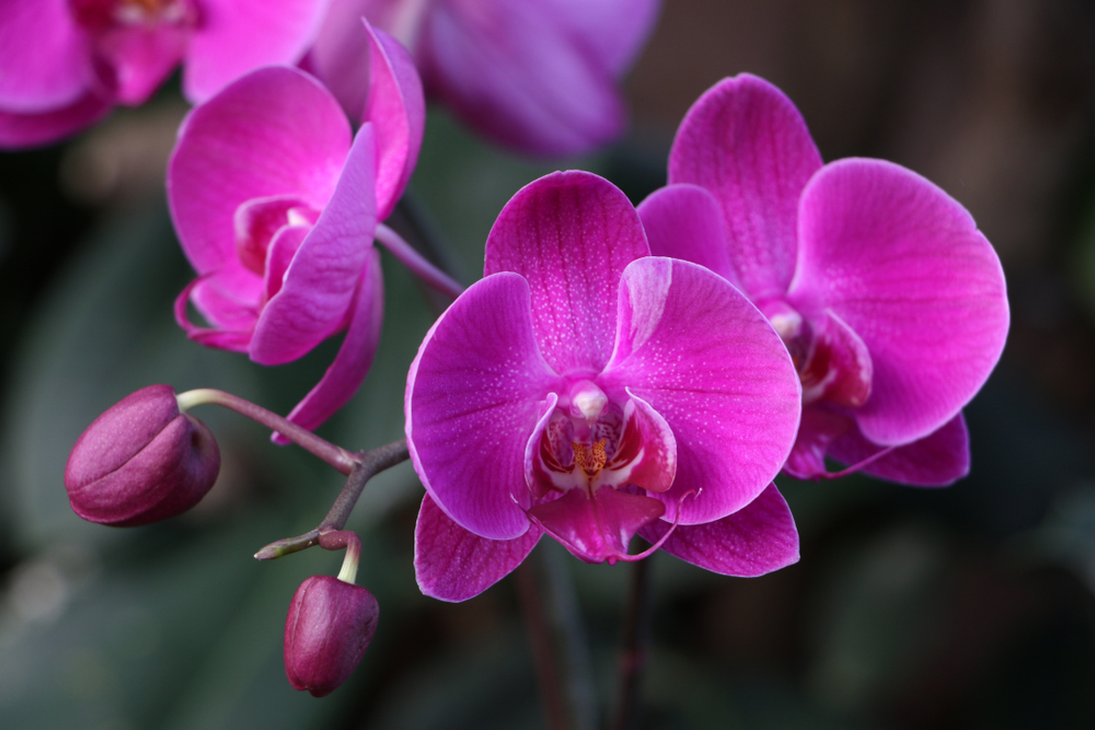 Kõik orhideed -20%!
