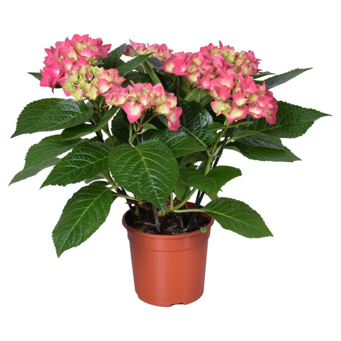  Suurelehine hortensia  'Hot Red' P10 22cm 