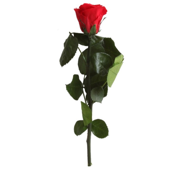  Kauapüsiv varrega roos 25 cm 