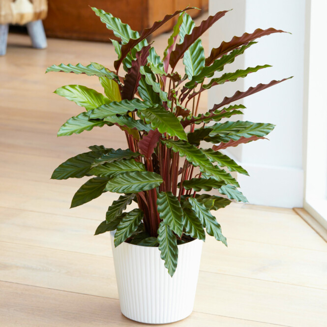 Calathea orbifolia h50cm