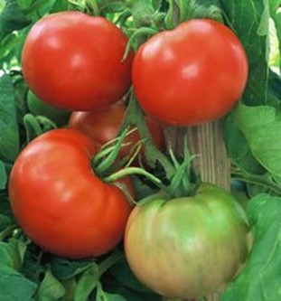  Tomatitaim 'Vilja' 
