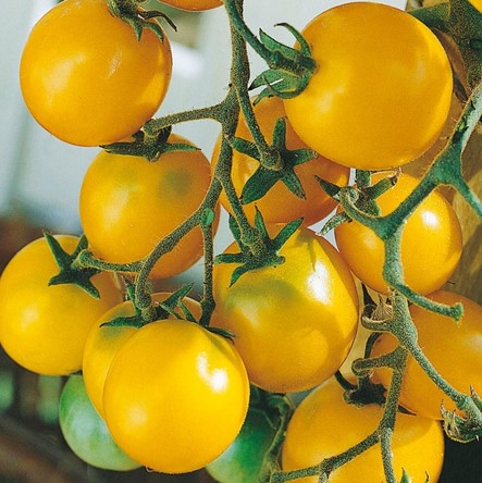  Tomatitaim 'Yellow Cherry' kirsstomat P9 