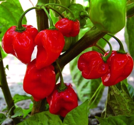  ÖKO Kibepipar 'Habanero' P9 