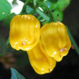  ÖKO Kibepipar 'Habanero' P9 