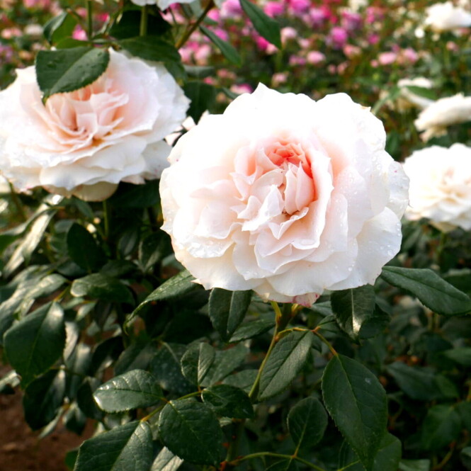  Floribundroos 'Royal Diva' C4 