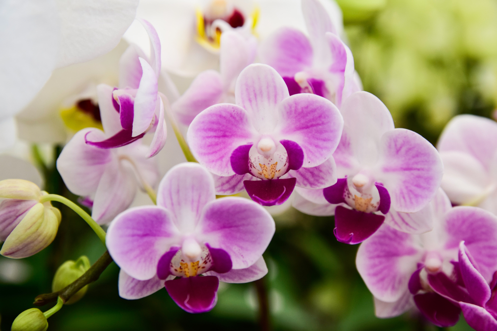 orhideed ja kuukingad