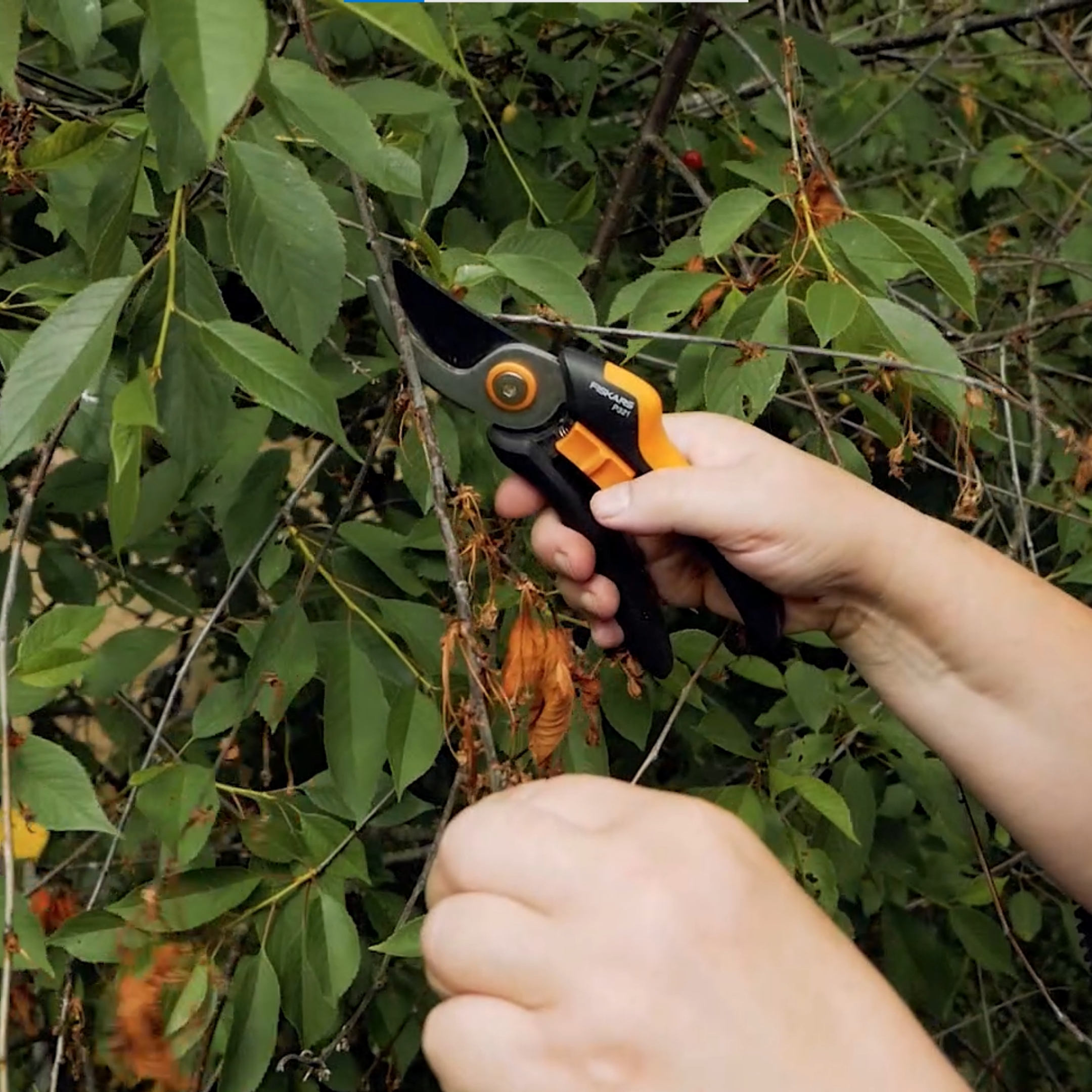 Video: Kuidas viljapuude kahjustajad ära tunda ja neist vabaneda?