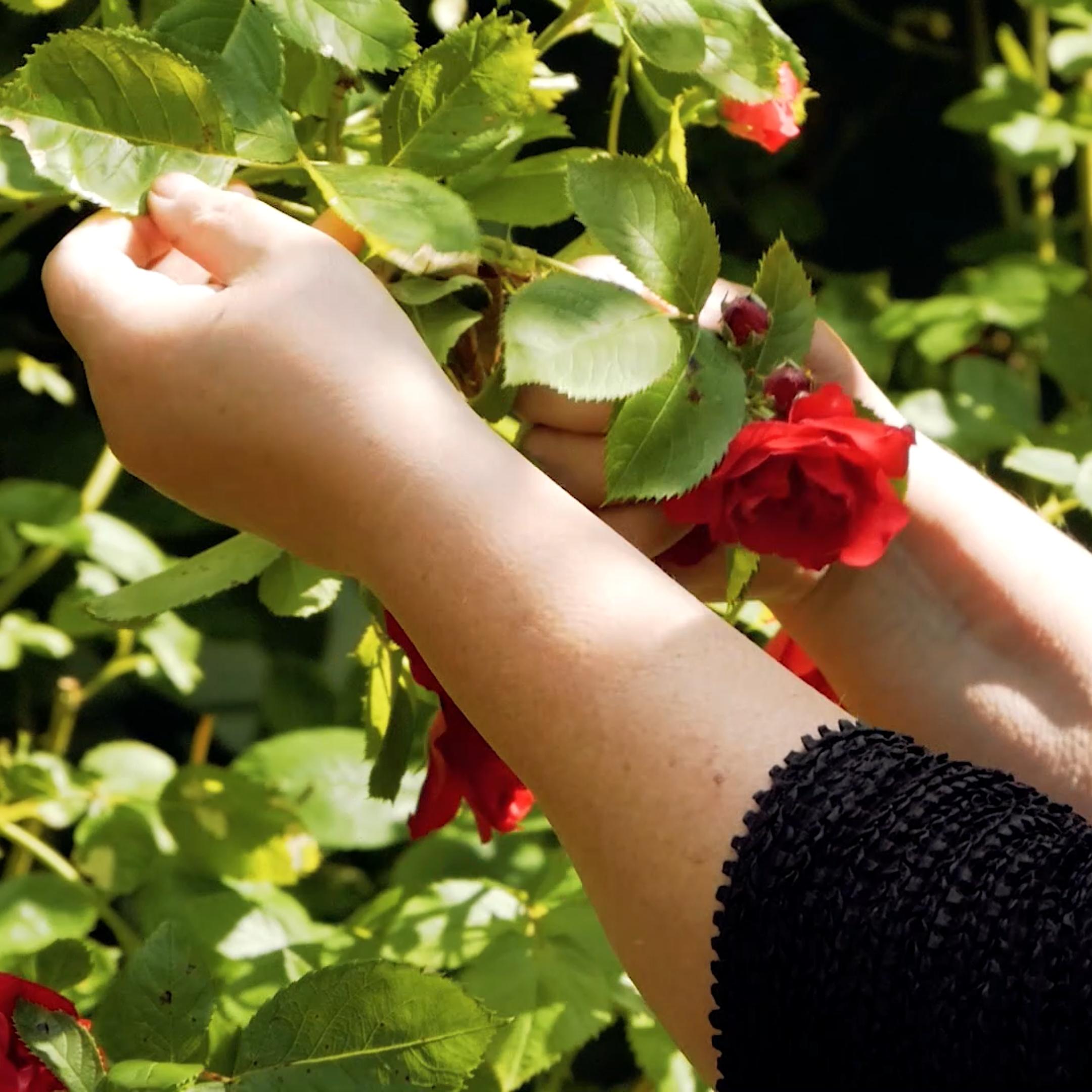 Video: Kuidas rooside kahjurid ära tunda ja neist vabaneda?