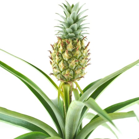  Harilik ananass 'Mi Amigo' Ø12cm h40cm 