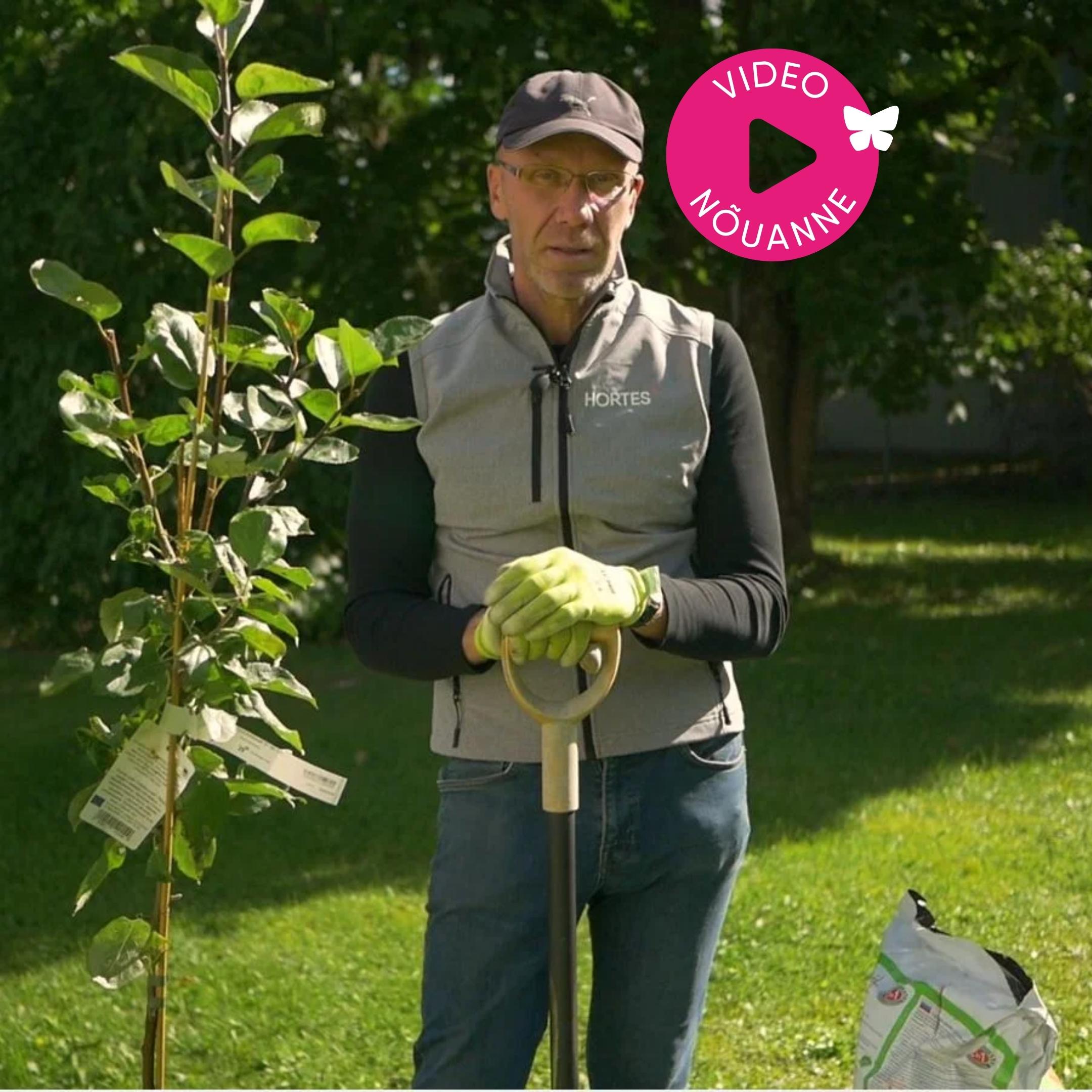 Video: Kuidas istutada viljapuid?