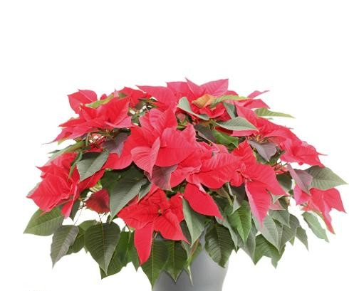 Jõulutäht 'Christmas Feelings Red' P32 66cm