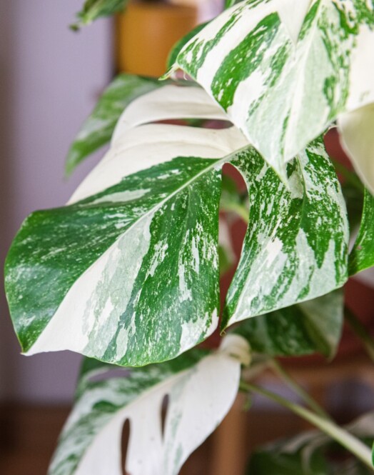  Meeldiv monstera 'Variegata' P15 45cm 