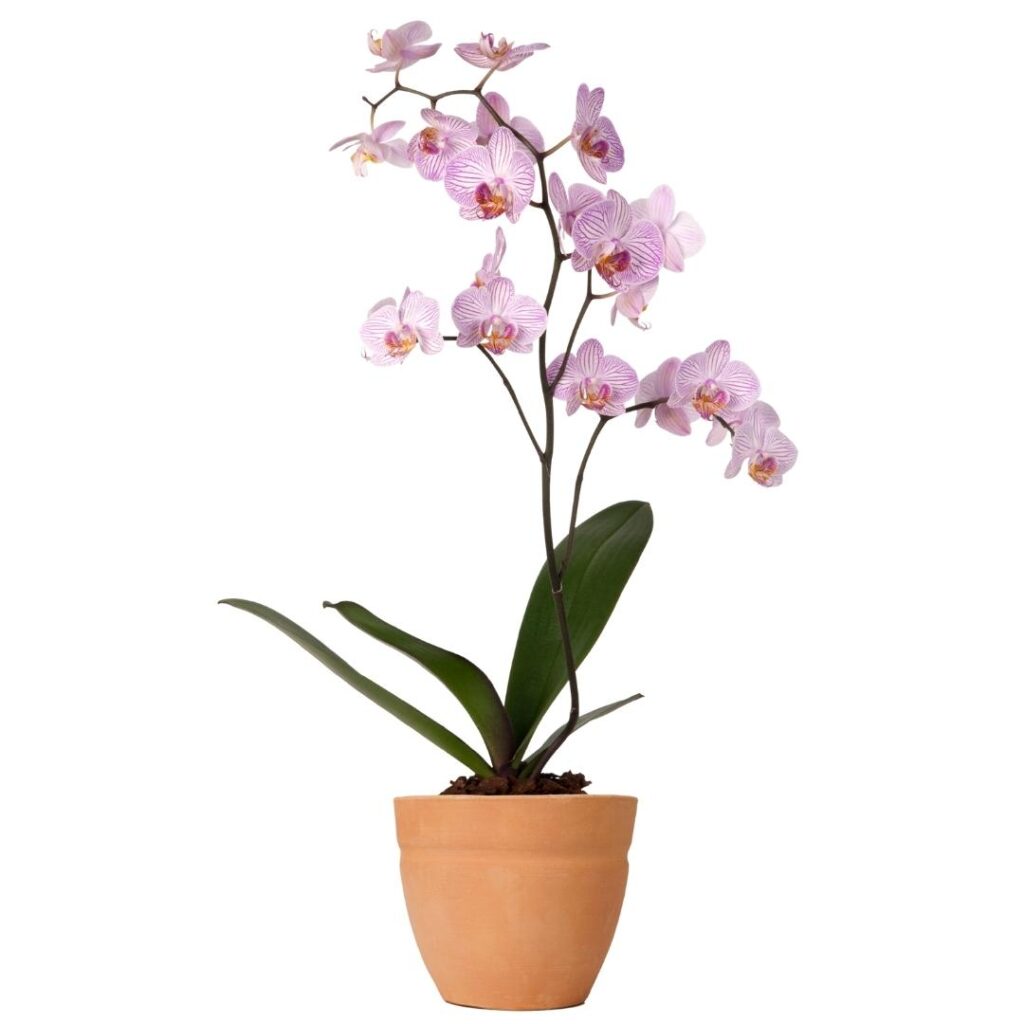 Orhideed_Phalaenopsis_and_other_Orchidaceae