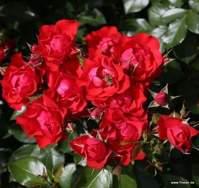  Floribundroos 'Black Forest Rose' C4 30-40cm 