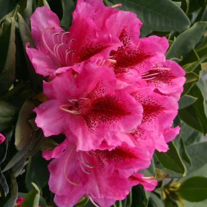  Rododendron 'Cosmopolitan' C7,5 40-50cm 