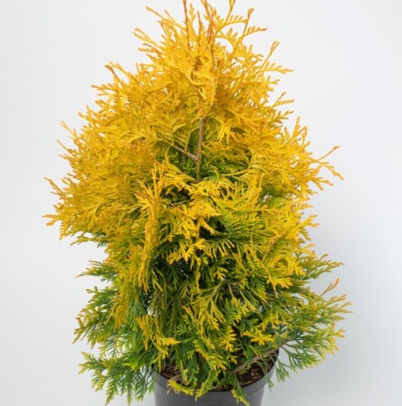  Harilik elupuu 'Yellow Ribbon' C3 40-60cm 