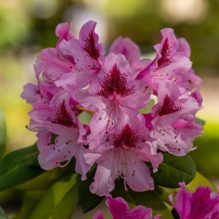  Rododendron 'Cosmopolitan' 4-liitrises potis h30-40cm 