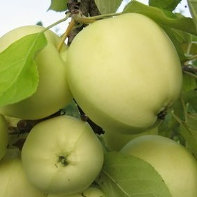  Õunapuu 'Valge klaar' 7-liitrises potis h150-170 