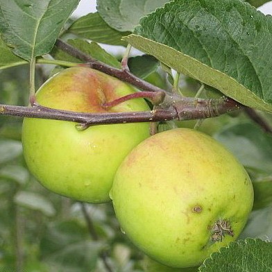 Õunapuu 'Liivi kuldrenett' 7-liitrises potis h150-170cm