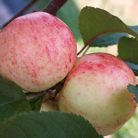  Õunapuu 'Suislepp' 7-liitrises potis h150-270cm 
