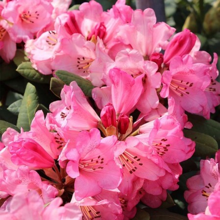  Rododendron  'Wine & Roses' P19 30-40cm 