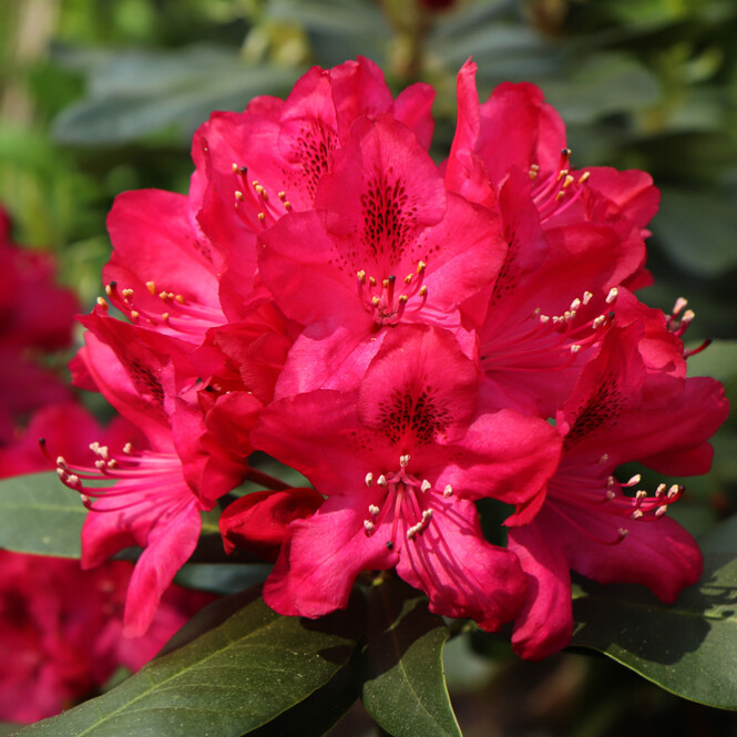  Rododendron 'Red Jack' C5 30-40cm 