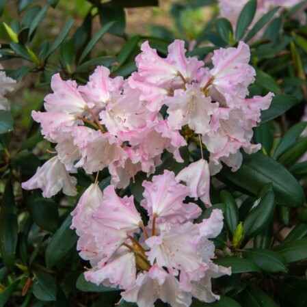  Rododendron 'Silberwolke' C4 25-30cm 