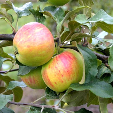 Õunapuu 'Sügisdessert' 7-liitrises potis h150cm