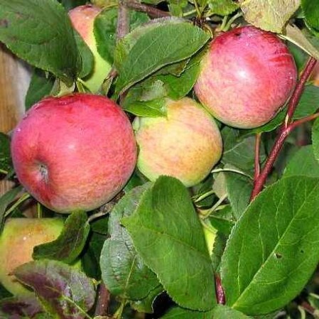 Õunapuu 'Melba' 7-liitrises potis h150-170cm 
