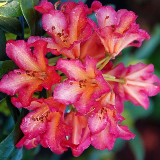  Rododendron 'Scyphocalix' C5 30-40cm 