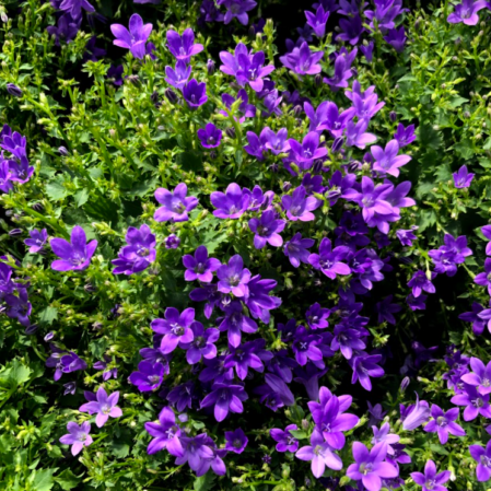  Kellukas 'Ambella in Purple' Ø14cm h22cm 