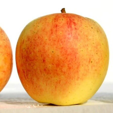  Õunapuu 'Kasper' 7-liitrises potis h150-170cm 