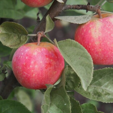  Õunapuu 'Sõstraroosa' 7-liitrises potis h150-170cm 