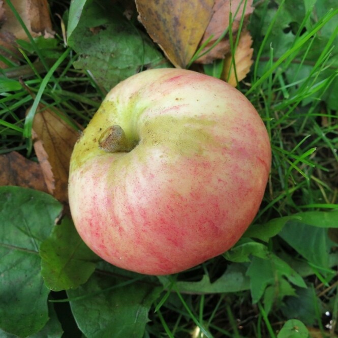  Õunapuu 'Tallinna Pirnõun' 7-liitrises potis h150-170cm 