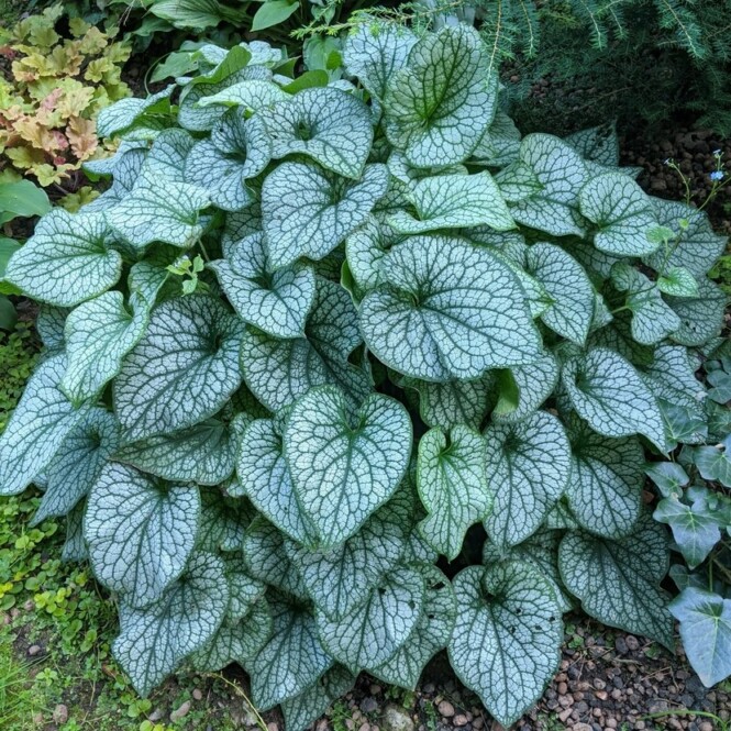  Brunnera 'Alexander Great' C1 