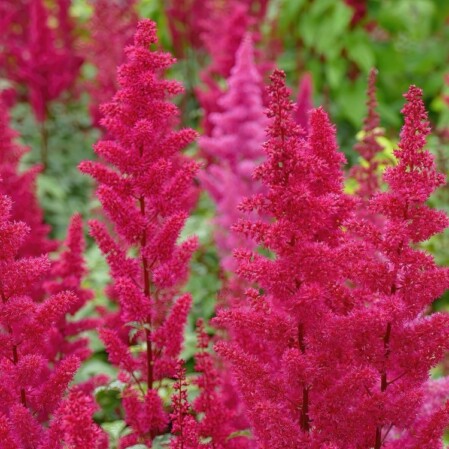  Jaapani astilbe 'Ruby Red' P19 60cm 