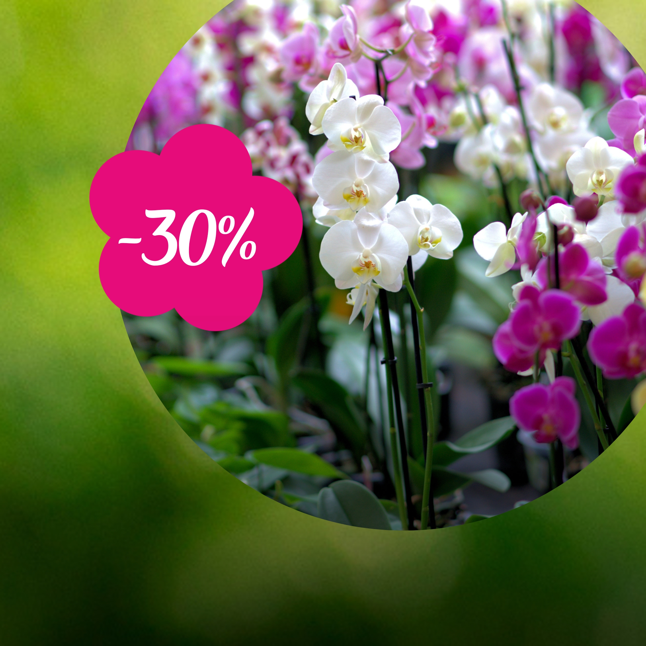 Orhideed -30%