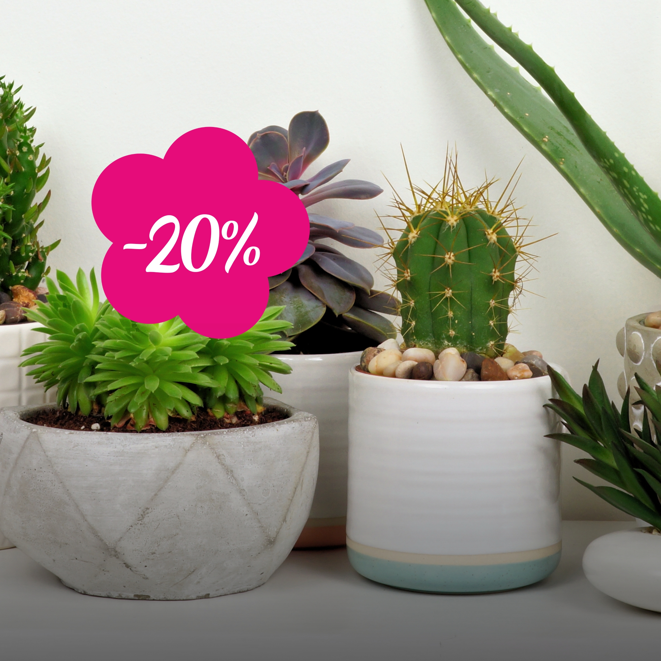 Kõik kaktused ja sukulendid -20%!