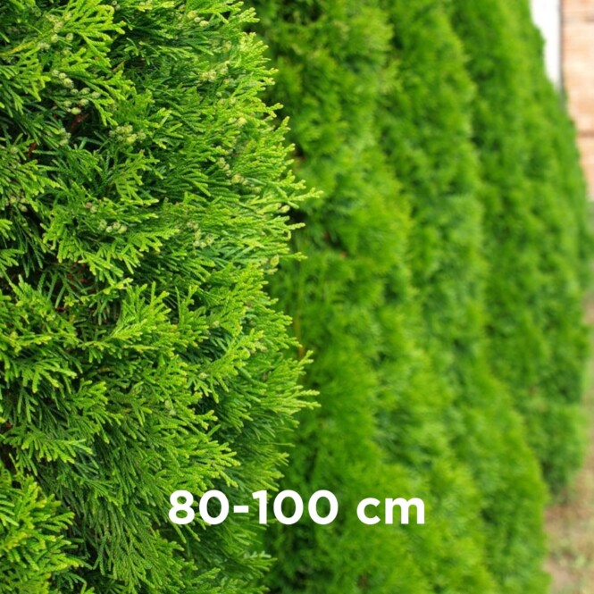 Harilik elupuu 'Brabant' mullapalliga 80-100cm