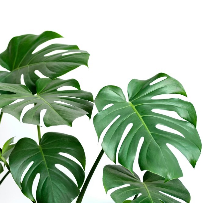  Meeldiv monstera tüvel P32 140cm 