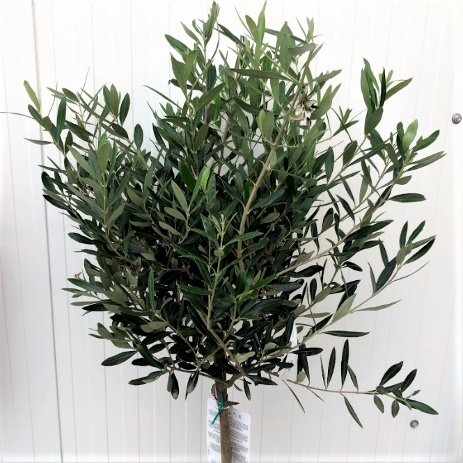  Õlipuu ehk oliivipuu tüvel Ø17cm h60cm 