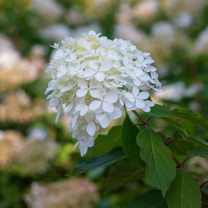  Aedhortensia 'Living Royal Flower' C3 30-40 cm 