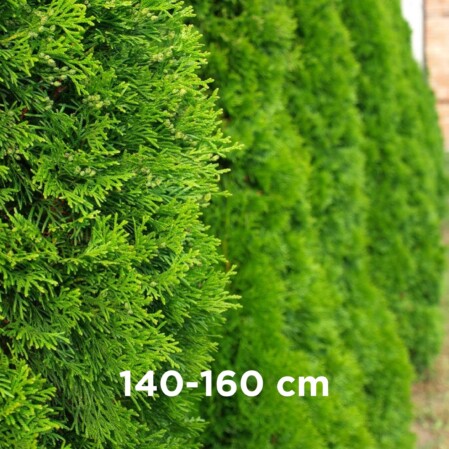  Harilik elupuu 'Brabant' mullapalliga 140-160cm 