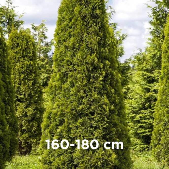  Harilik elupuu 'Smaragd' mullapalliga 160-180cm 
