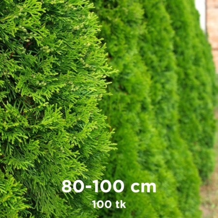  Harilik elupuu 'Brabant' mullapalliga 80-100cm 100tk alusel 