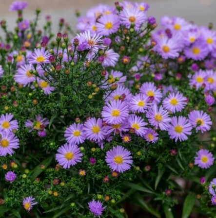  Aster novi-belgii 'Showmakers' P14 25cm 